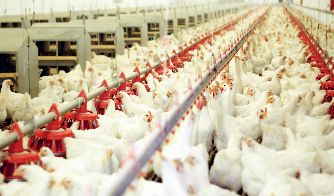 Aviculture : le thermomètre chahute le secteur